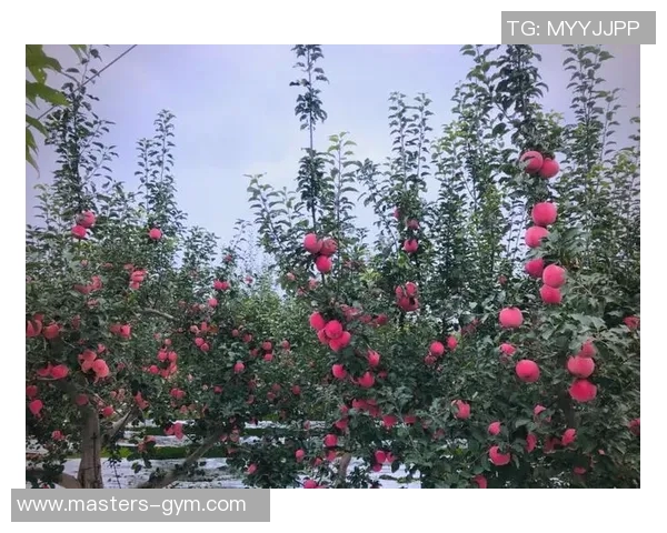 果园中的四季变换：探索不同季节下果树的生长与丰收之道